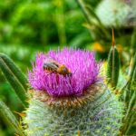 Дани хлеба и сира 25 2