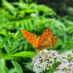 Дани хлеба и сира 25 3