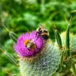 Дани хлеба и сира 25 4